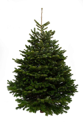 10ft Nordmann Fir