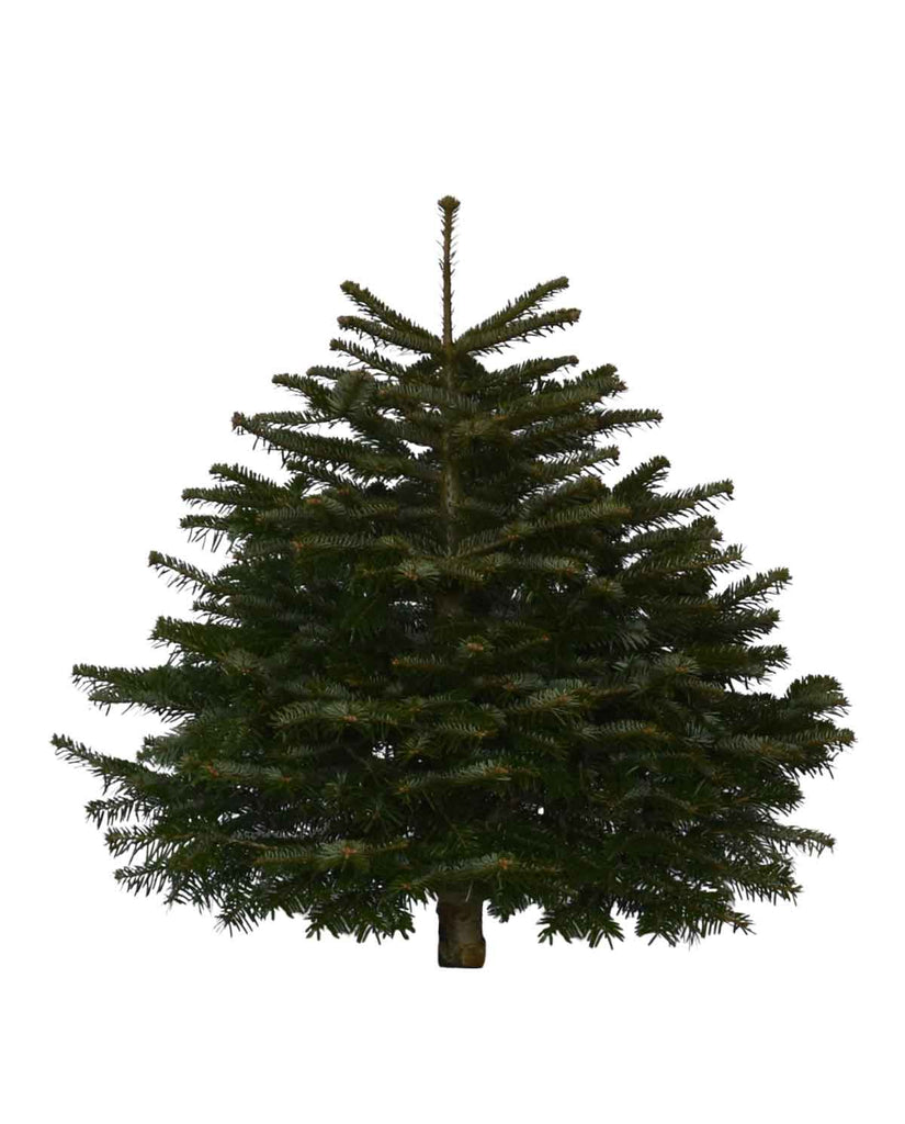 3ft Nordmann Fir Christmas Tree