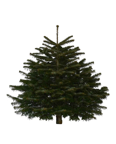 3ft Nordmann Fir