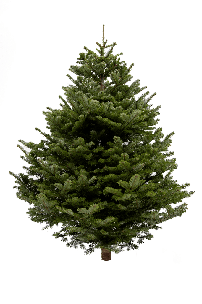 5ft Nordmann Fir Christmas Tree