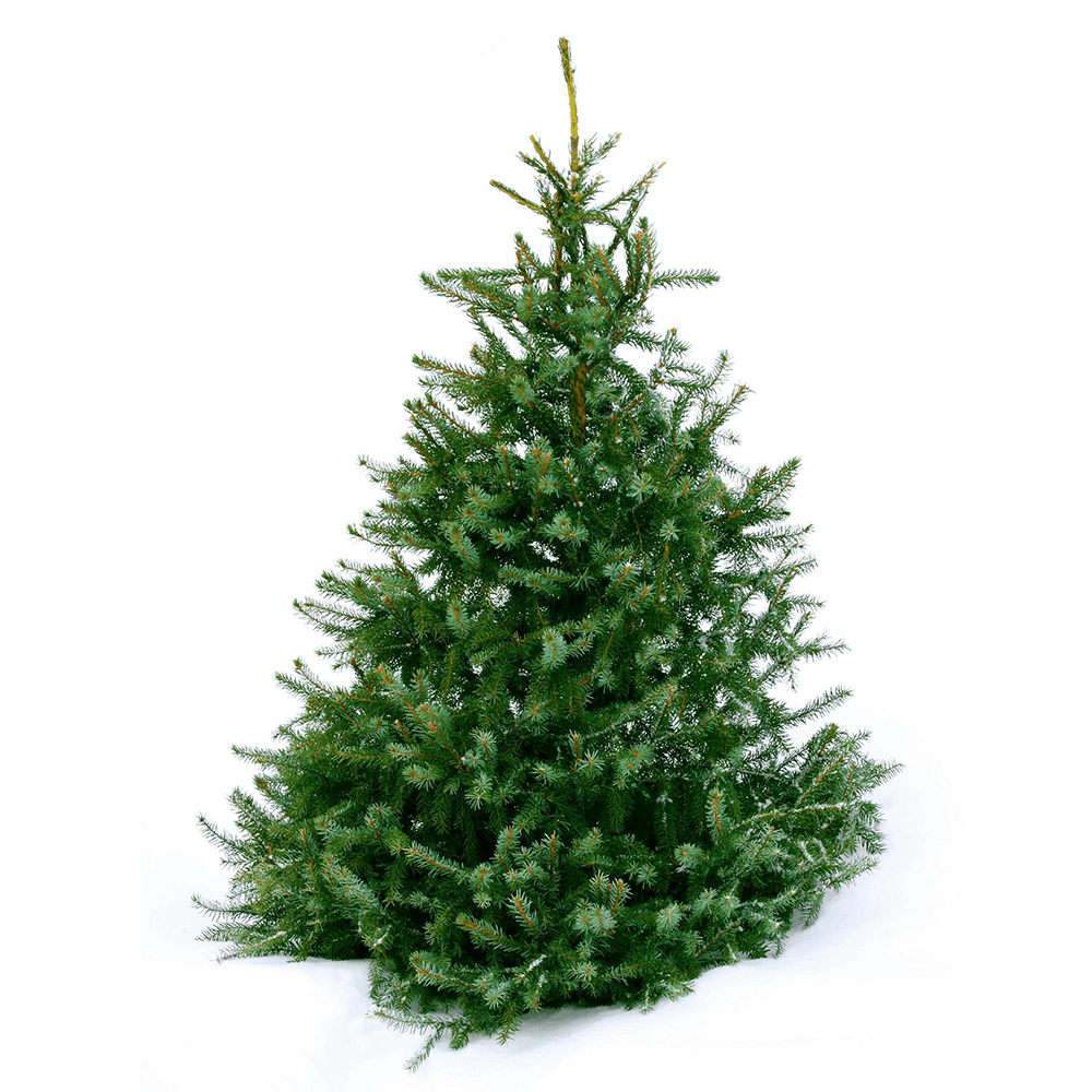 7ft Norway Spruce Christmas Tree from The Christmas Forest