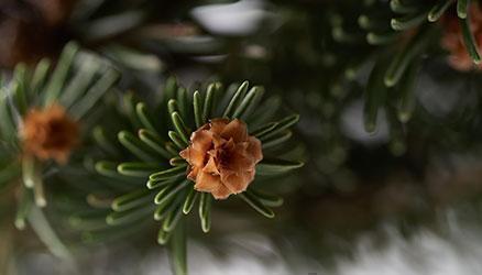 The Christmas Forest