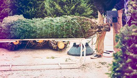 The Christmas Forest