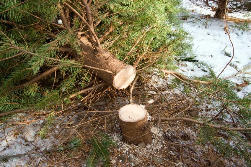 When we cut our Christmas Trees