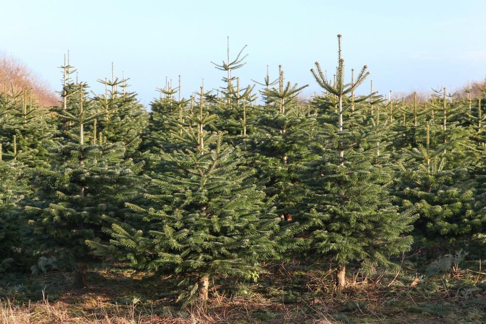 Christmas Starts Here - 'Tis Tree Growing Season in Scotland
