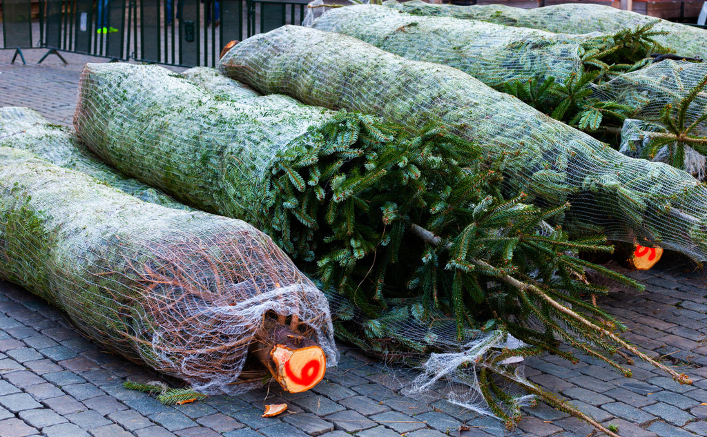 Open for Business 2019 - We tell you what Christmas Trees you Need to Buy!