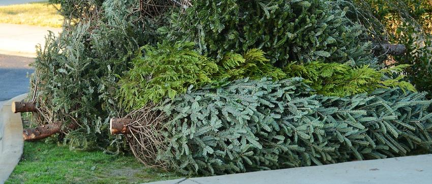 Christmas Tree Collection Service