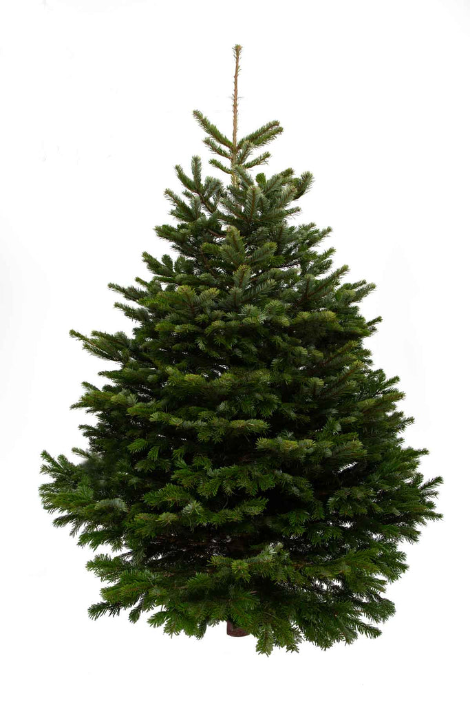 10ft Nordmann Fir Christmas Tree