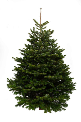 Buy Real Christmas Trees in London | The Christmas Forest