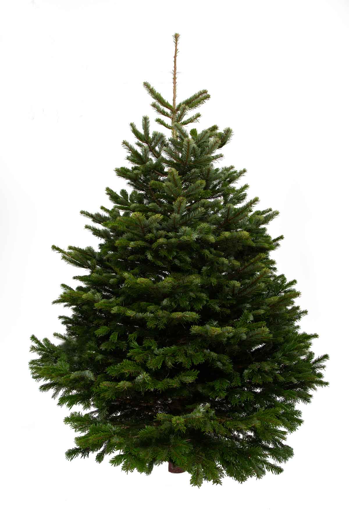 Nordmann Fir Real Christmas Trees