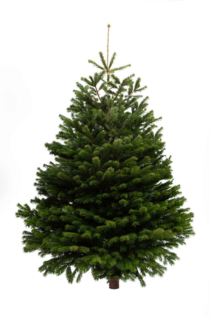 8ft Nordmann Fir Christmas Tree