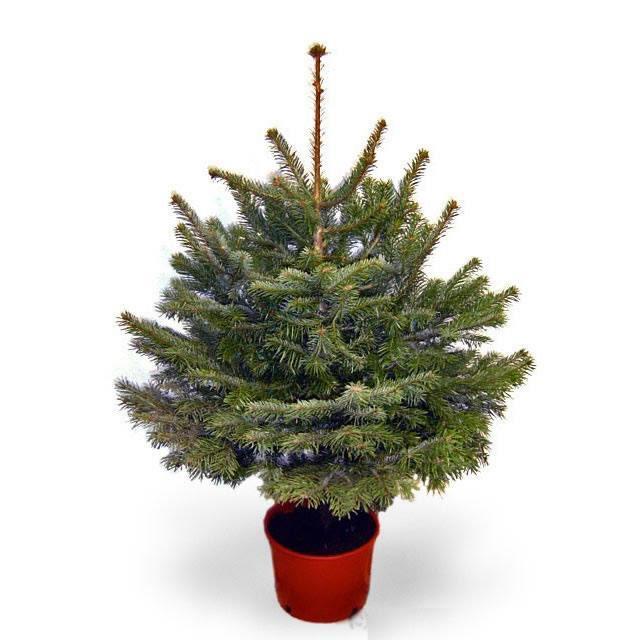 4ft Pot Grown  Fraser Fir from The Christmas Forest