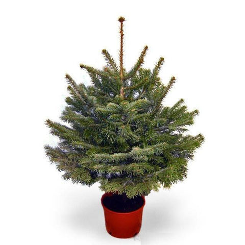 4ft Pot Grown Fraser Fir Christmas Tree